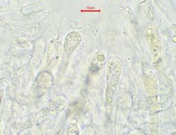 Chalciporus piperatus