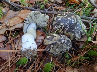 Tricholoma portentosum