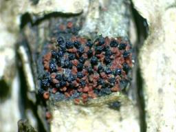 Pseudocosmospora eutypellae