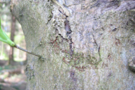 Neonectria ditissima