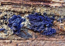 Terana coerulea