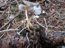 Strobilurus esculentus