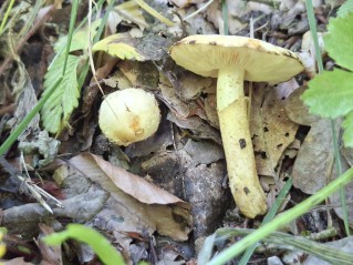 Chamaemyces fracidus