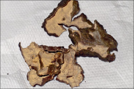Stereum rugosum