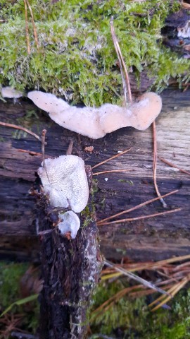 Phlebia tremellosa
