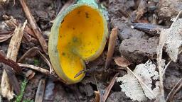 Caloscypha fulgens