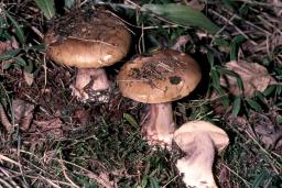 Calonarius elotus