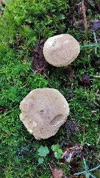 Caloboletus calopus