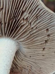 Hebeloma sinapizans