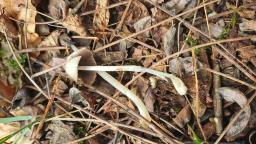 Coprinellus domesticus