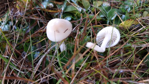 Cuphophyllus russocoriaceus
