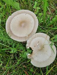Amanita battarrae
