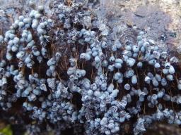 Physarum utriculare