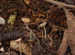 Ciboria coryli