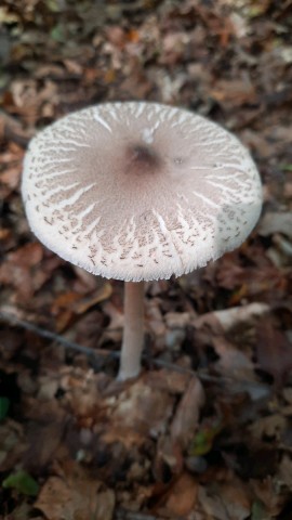 Macrolepiota mastoidea