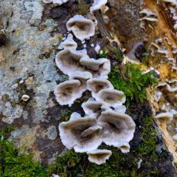 Bjerkandera adusta
