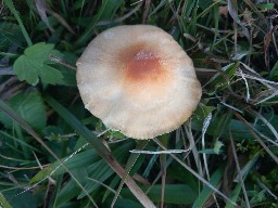 Cuphophyllus pratensis