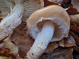 Pholiota lenta