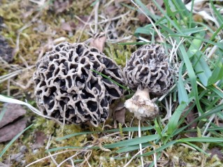 Morchella vulgaris