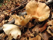 Infundibulicybe costata
