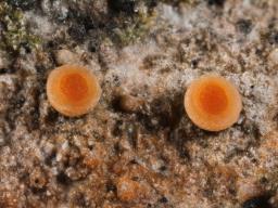 Secoliga jenensis