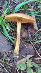 Cortinarius croceus
