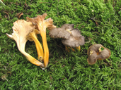 Craterellus lutescens
