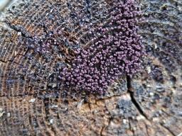 Cribraria cancellata
