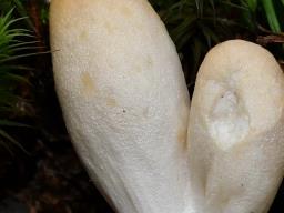 Podostroma leucopus