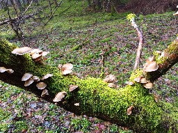 Sarcomyxa serotina