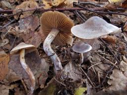 Cortinarius flexipes
