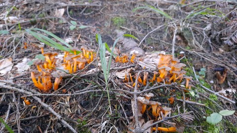 Craterellus lutescens