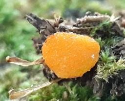 Tubifera ferruginosa
