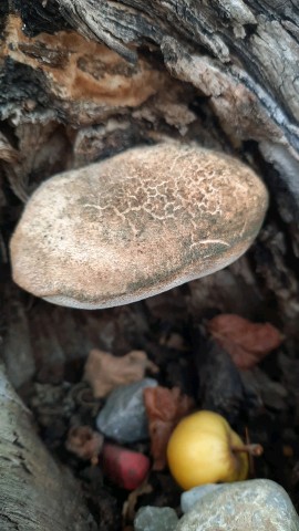Pappia fissilis