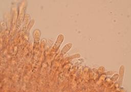 Lyophyllum daonense