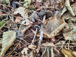 Tephrocybe rancida