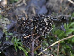 Ciboria viridifusca