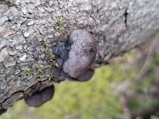 Daldinia vernicosa