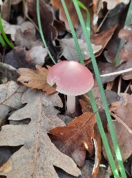 Mycena rosea