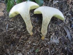 Hortiboletus engelii