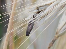 Claviceps purpurea