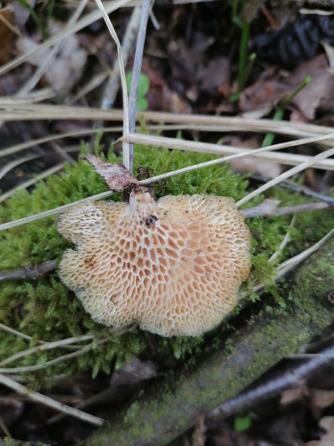 Neofavolus alveolaris