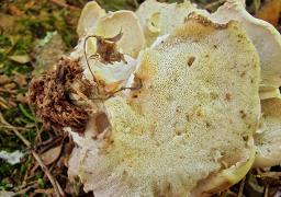 Osteina obducta