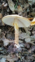 Echinoderma asperum