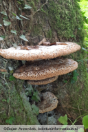 Pseudoinonotus dryadeus