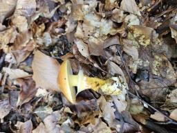 Suillus grevillei