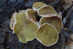 Ascobolus furfuraceus