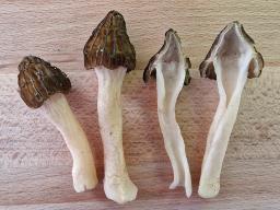 Morchella semilibera