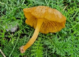 Chrysomphalina chrysophylla