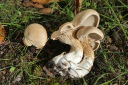 Pleurotus nebrodensis